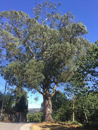 Eucalipto de Matalobos Salcedo - Arboretum in Spain