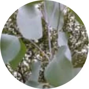 Eucalyptus albens
