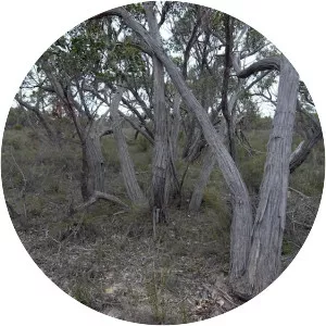 Eucalyptus arenacea - 