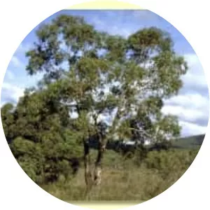 Eucalyptus aromaphloia