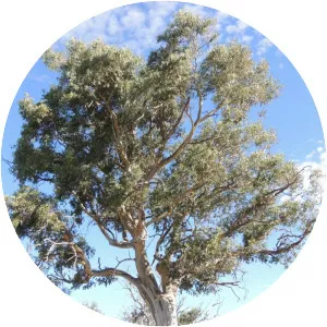 Eucalyptus blakelyi - Plants