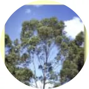 Eucalyptus brookeriana