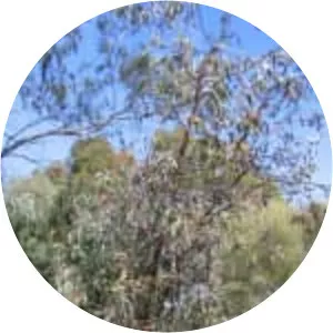 Eucalyptus caesia