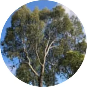 Eucalyptus camaldulensis