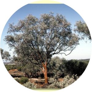 Eucalyptus campaspe - 