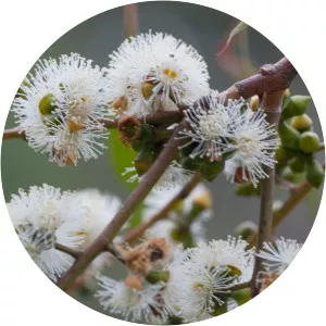 Eucalyptus cephalocarpa