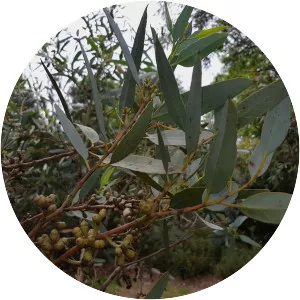 Eucalyptus cyanophylla