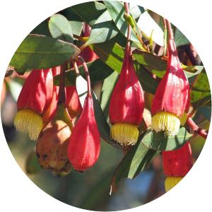 Eucalyptus dolichorhyncha - 
