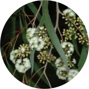 Eucalyptus elata