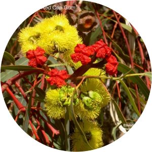 Eucalyptus erythrocorys