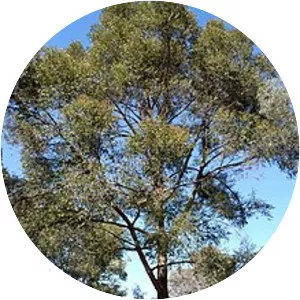 Eucalyptus eugenioides