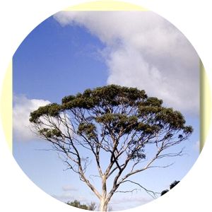 Eucalyptus falcata