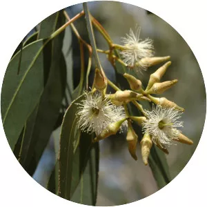 Eucalyptus fibrosa - 