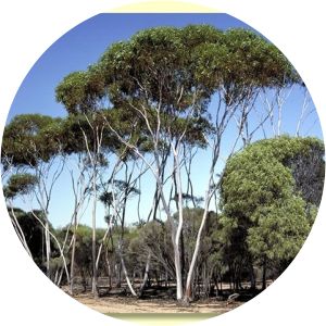 Eucalyptus flocktoniae