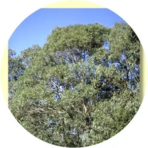 Eucalyptus fulgens - 