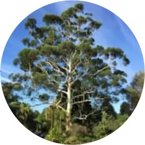Eucalyptus grandis