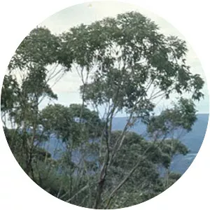 Eucalyptus imlayensis