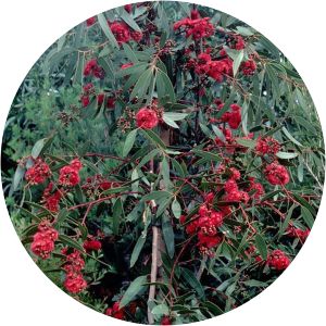 Eucalyptus lansdowneana