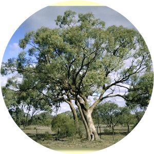 Eucalyptus largiflorens