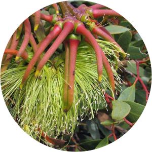 Eucalyptus lehmannii