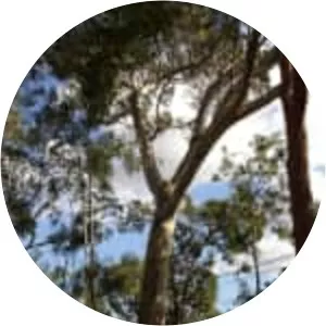 Eucalyptus leucoxylon - Plants