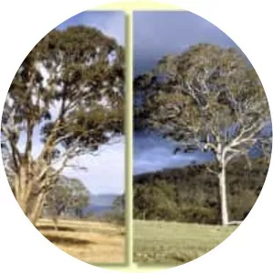 Eucalyptus melliodora - Plants