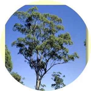 Eucalyptus microcarpa - Plants