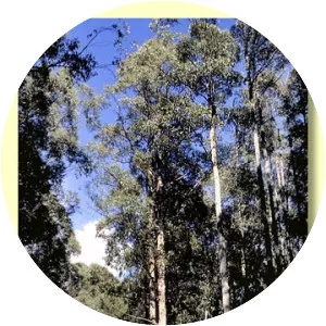 Eucalyptus obliqua