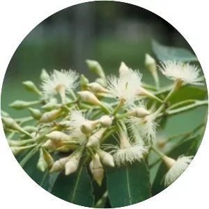 Eucalyptus pellita
