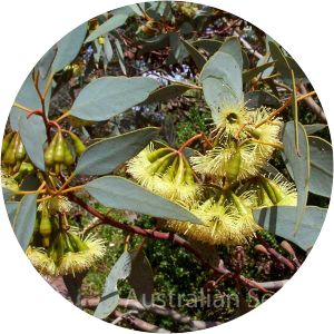 Eucalyptus pimpiniana