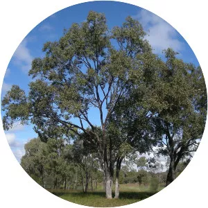 Eucalyptus populnea - Plants