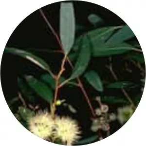 Eucalyptus pumila