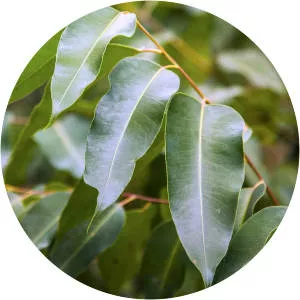 Eucalyptus radiata