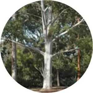 Eucalyptus saligna