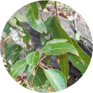 Eucalyptus scias