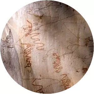 Eucalyptus sclerophylla - 