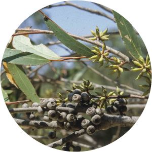 Eucalyptus sparsifolia - 