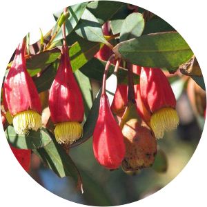 Eucalyptus stoatei - 