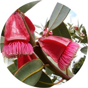 Eucalyptus tetraptera - 