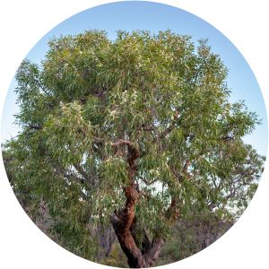 Eucalyptus todtiana