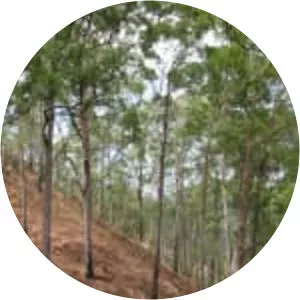 Eucalyptus urophylla - Plants