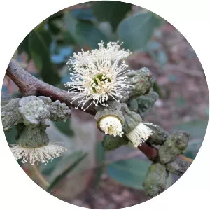 Eucalyptus verrucata