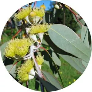 Eucalyptus woodwardii - 