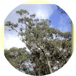 Eucalyptus yarraensis