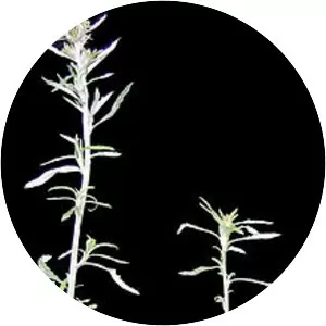 Euchiton involucratus