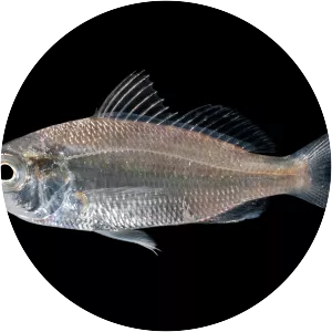 Eucinostomus argenteus