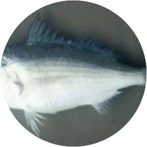 Eucinostomus jonesii - 