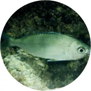 Eucinostomus melanopterus - 
