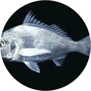 Eucinostomus