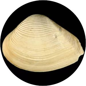 Eucrassatella speciosa